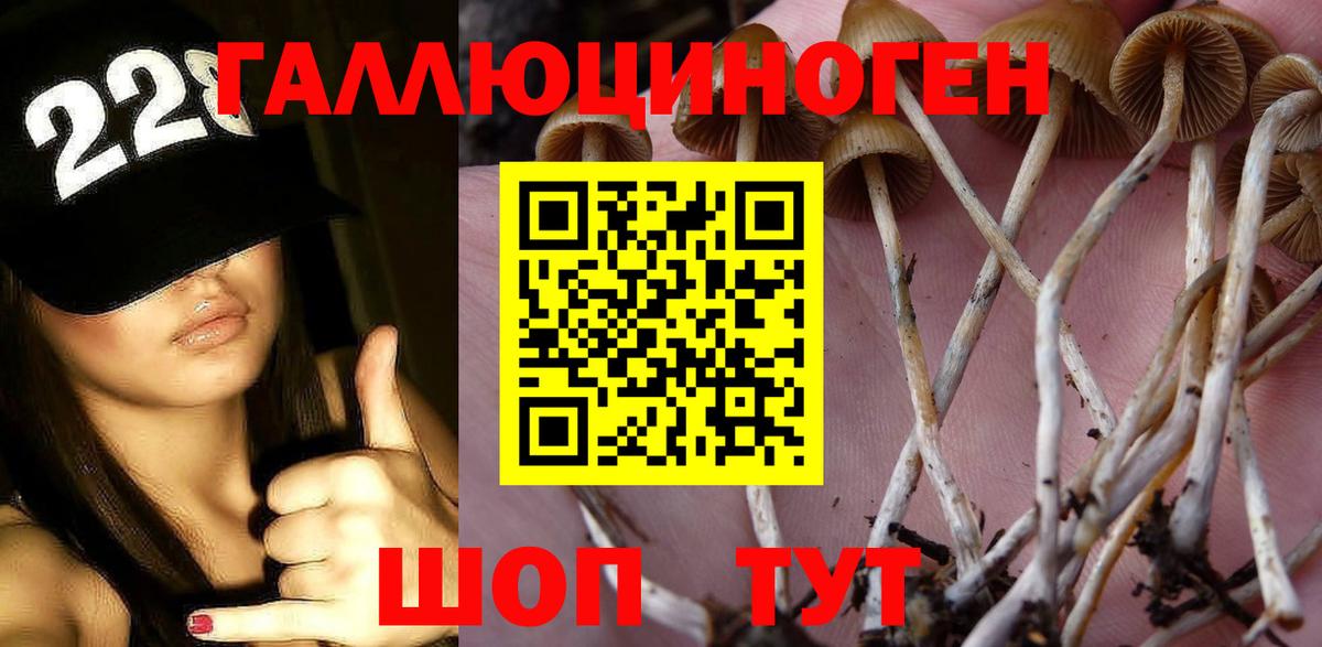 Псилоцибиновые грибы Psilocybine cubensis Гудермес